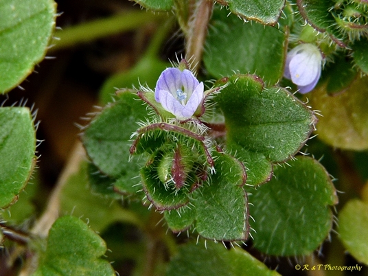 {Veronica hederifolia}